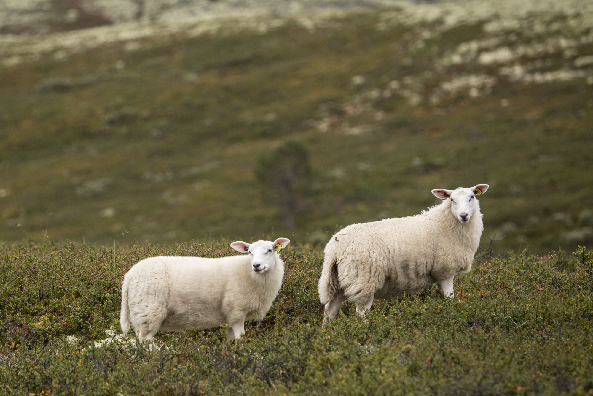 Artikkelbilde til artikkelen Informasjonsbrev nr. 15